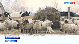 Жители села Новотроицк Тальменского района страдают от произвола стада бродячего скота