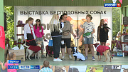 В Барнауле прошёл Кубок беспородных собак