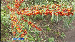 В Алтайском крае начался сбор урожая облепихи и яблок
