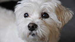 Барнаульский приют для животных «Ласка» приглашает горожан на свой день рождения