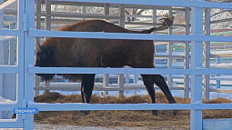 В барнаульском зоопарке удалось запечатлеть на видео «потягушки» зубра