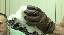 В Барнаул из Тульского питомника редких птиц доставили 10 птенцов краснокнижных соколов-балобанов