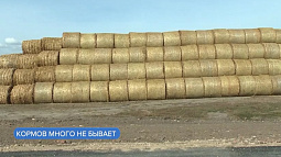 В хозяйствах края заготовили 100% нормативного запаса кормов на зиму