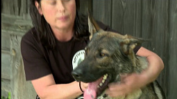 Сегодня в России отмечают День фронтовой собаки