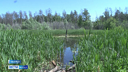 Участок барнаульского ленточного бора затягивает болото