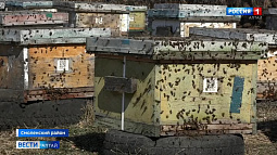 В Алтайском крае проснулись пчёлы