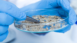 Аграриям края рекомендуют уже сейчас провести фитоэкспертизу семян для предстоящей посевной 