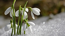 Жители Алтайского края не увидят настоящие подснежники