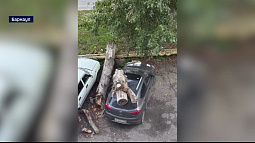 В Барнауле дерево рухнуло на припаркованную машину