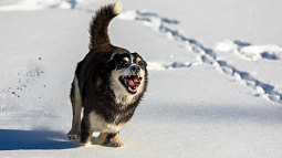 В крае запустили электронную запись на регистрацию домашних животных