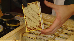 В Барнауле 3-4 декабря пройдёт всероссийский «Апифорум Алтай-2025» 