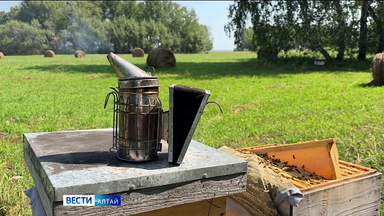 Пчеловод из Камня-на-Оби лето проводит там, где вкуснее получается мёд