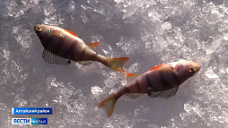 В Алтайском районе завершились масштабные соревнования по зимней рыбалке