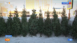 В Барнауле откроются 64 ёлочных базара 