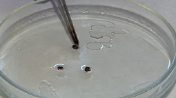  Пик активности клещей наступил в Алтайском крае