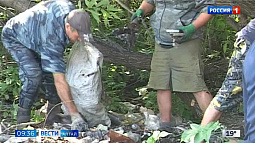 В Барнауле ищут подрядчика, который очистит городские пространства от незаконных свалок