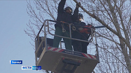 В Барнауле началась санитарная обрезка деревьев