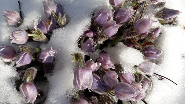 В Алтайском крае расцвели подснежники