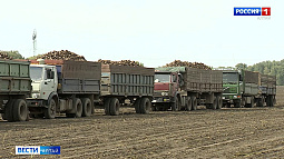 Алтайские аграрии завершают уборку сахарной свёклы