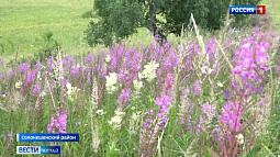 В Солонешенском районе развивают производство иван-чая