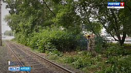 На Кулагина в Барнауле убирают аварийные деревья