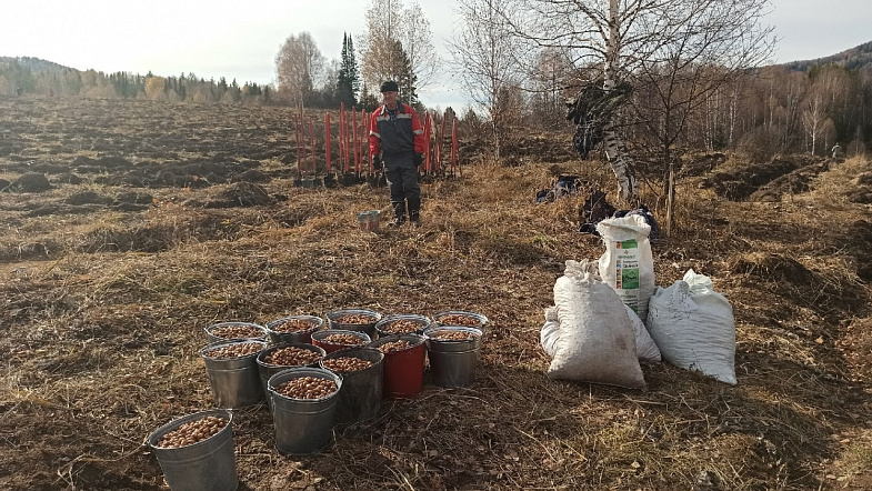 В горах под Белокурихой высаживают дубовую рощу