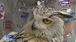 В краевой столице прооперировали филина с огнестрельным ранением