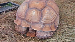 В Барнаул переехала жить почтенная супружеская пара черепах из Египта