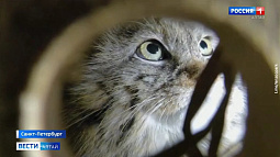 Самка манула Пепе из Барнаула прибыла в Ленинградский зоопарк