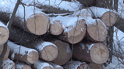 Прокуратура края нашла нарушения в деятельности бийской организации «Леспромэкспорт»