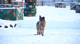 Барнаульских школьников учат не бояться собак