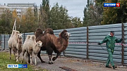В барнаульском зоопарке появилась пара молодых двугорбых верблюжат