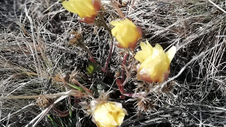 В Алтайском крае расцвели подснежники