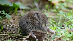 Сады на Алтае пострадали от грызунов