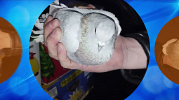 Алтайские таможенники задержали на границе с Казахстаном 80 декоративных голубей