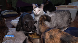 Жительница Барнаула собрала целый кузов корма для обитателей приюта «Бусинка»