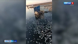 В славгородском озере Сикачи, где в марте погибла вся рыба, выявили вероятную причину замора