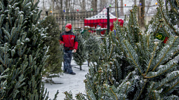 В Барнауле начали открываться ёлочные базары