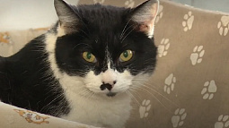 100 кг корма собрали барнаульцы для животных, оставшихся без дома в зоне СВО