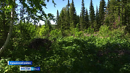 Психолог и IT-специалист из Москвы спасают черневую тайгу на Алтае