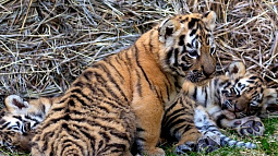 Как живут тигры в барнаульском зоопарке?