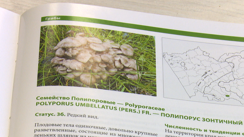В России ужесточили наказание за незаконный сбор краснокнижных грибов и растений