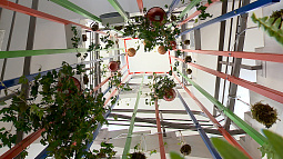 В детском технопарке Алтайского края «Кванториум22» заложили 12-метровый вертикальный сад