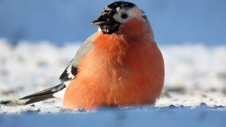 У двуполого снегиря в Заринском районе появился экстравагантный конкурент