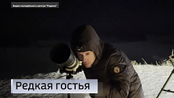 Сегодня в небе можно невооружённым глазом увидеть комету Цзыцзиньшань-ATLAS