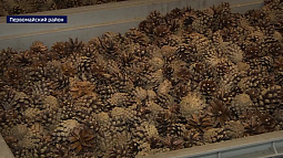 В Алтайском крае необходимо собрать и переработать 80 тонн сосновых шишек