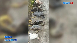 В Борзовой Заимке стая бездомных собак загрызает птиц и пугает людей