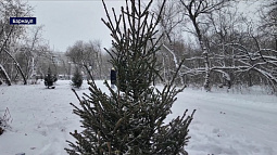 Более 2,5 тысяч деревьев высадят в парке имени Ленина в Барнауле