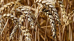 В России возобновляют зерновые интервенции