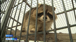 Как звери и птицы чувствуют весну?